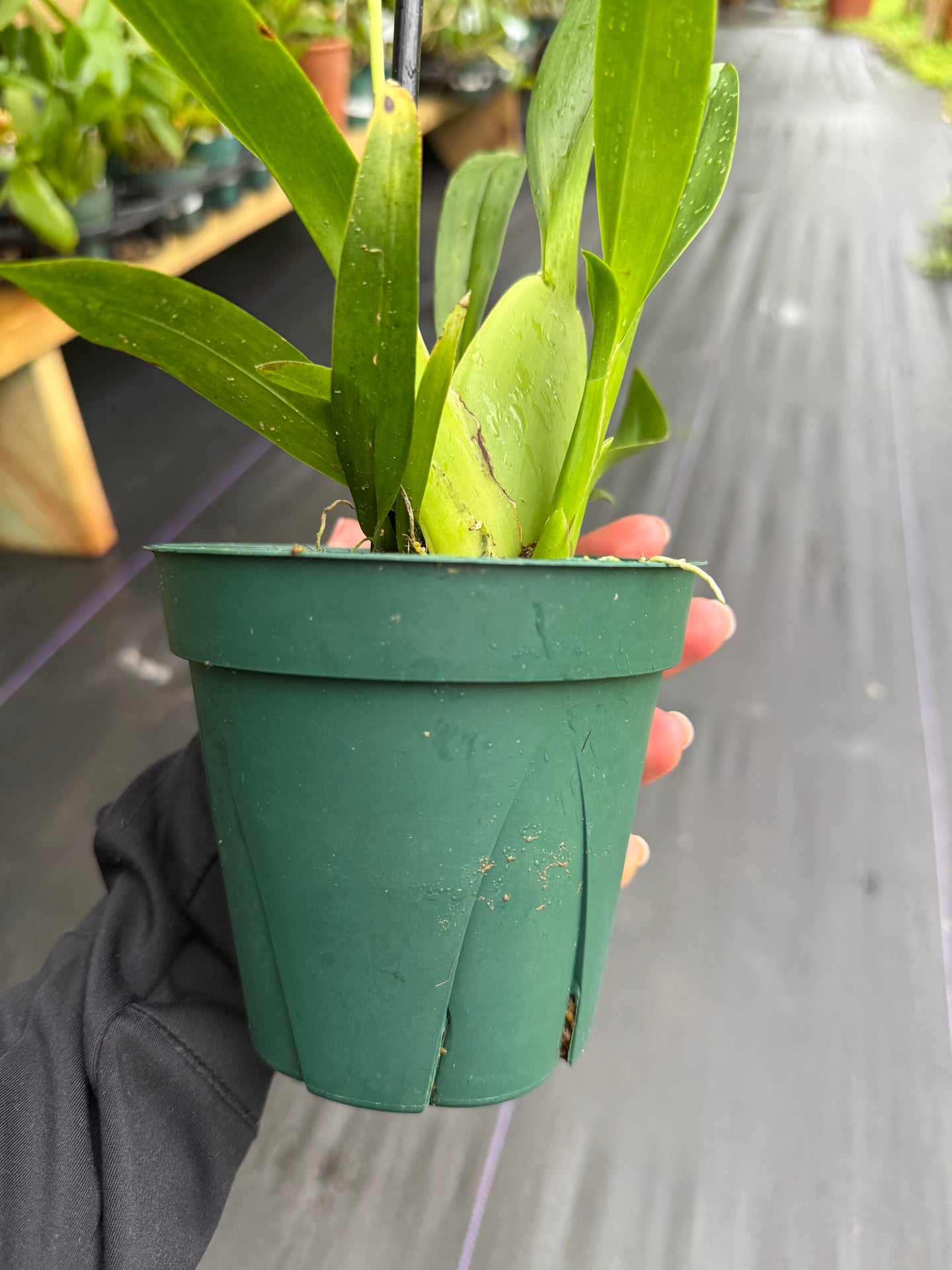 z. Oncidium Heaven Scent